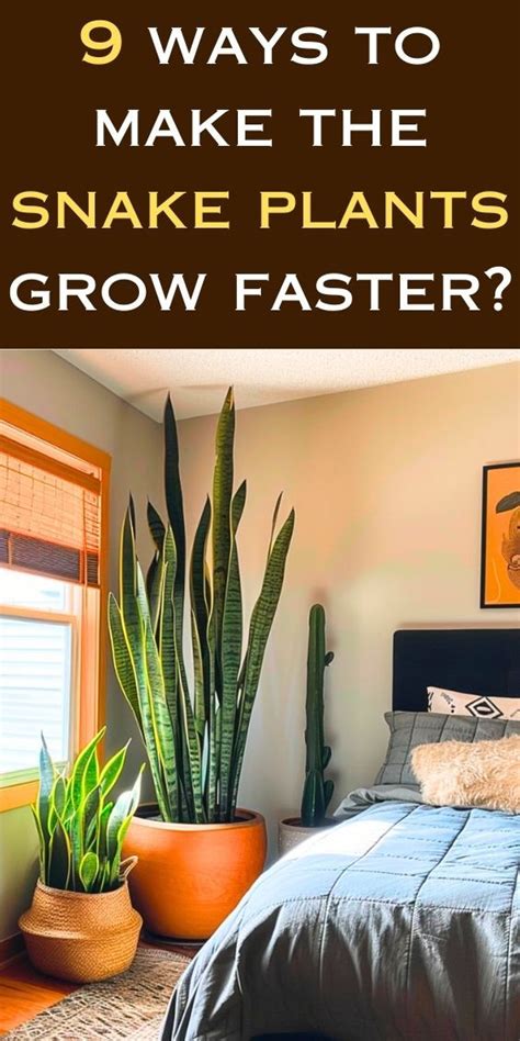 Snake Plant Not Growing 9 Ways To Make The Snake Plants Grow Faster