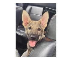 Sold Akc German Shepherd Puppy 4 Months Old Has Shots Amp Paperwork Kane Pennswoods Classifieds