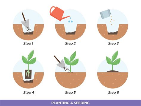 Steps In Transplanting Seedlings Illustration 13340204 Vector Art At Vecteezy