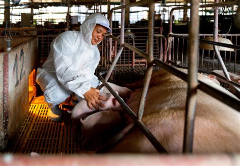 Studying Solutions From Abroad Immigration And Pork S Labor Shortage