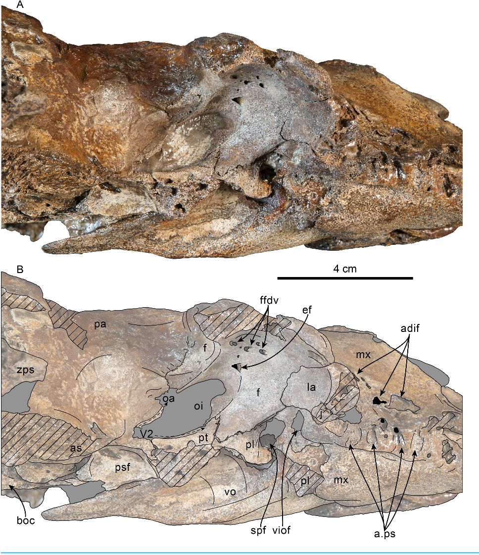 Table 2 From New Heterodont Odontocetes From The Oligocene Pysht Formation In Washington State