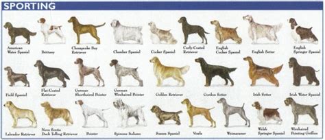 The 7 Dog Breed Groups Explained American Kennel Club