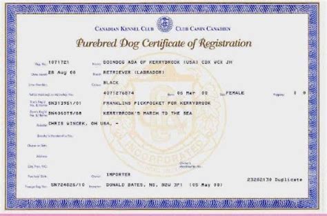 The Akc Dog Registration Process Complete Guide