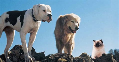 The Best 10 Dog Movies