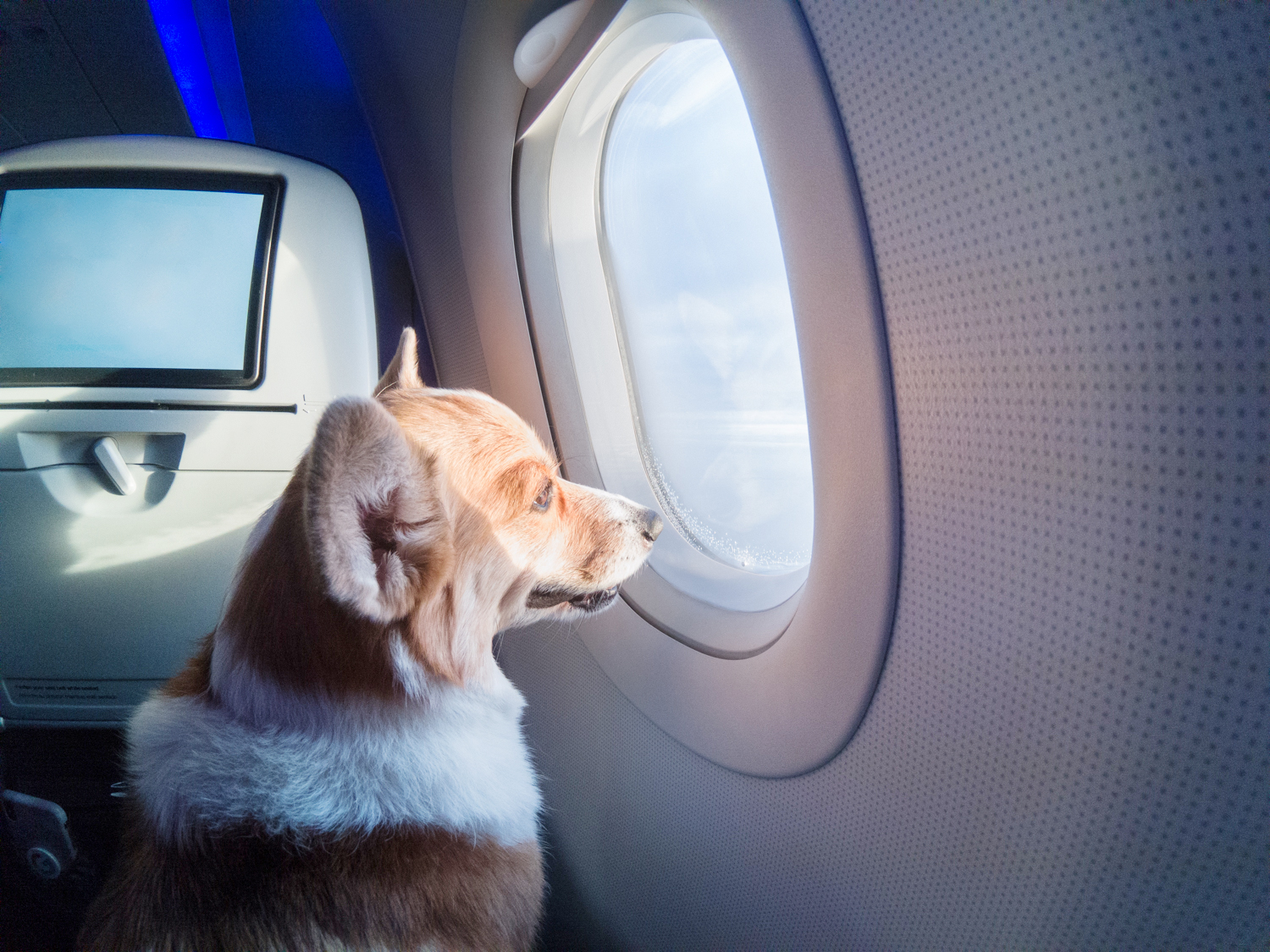 The Best Airlines For Pet Travel