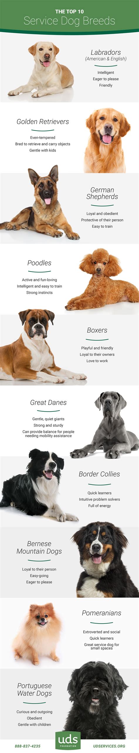 The Best Service Dog Breeds You Can Find Service Dogs Breeds Service