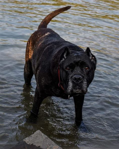 The Cane Corso Price What Is The True Cost Of Buying And Raising A