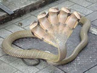 The Daily Stumble Case Of A 5 Headed Indian King Cobra