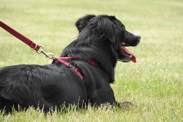 The Different Types Of Service Dogs And What They Do A Guide Service