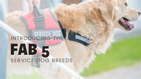 The Fab 5 Service Dogs The Breeds Dog Trainers Recommend As Service