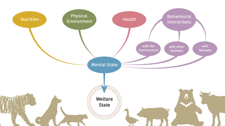 The Five Domains Model In Eu Animal Welfare Legislation Four Paws Animal Welfare Asbl