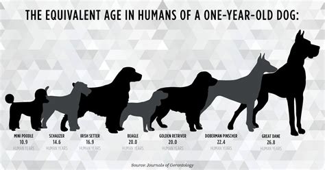 The Truth About Dog Years Debunking The 7 Year Rule