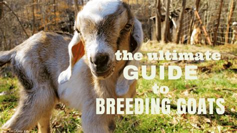 The Ultimate Guide To Breeding Goats