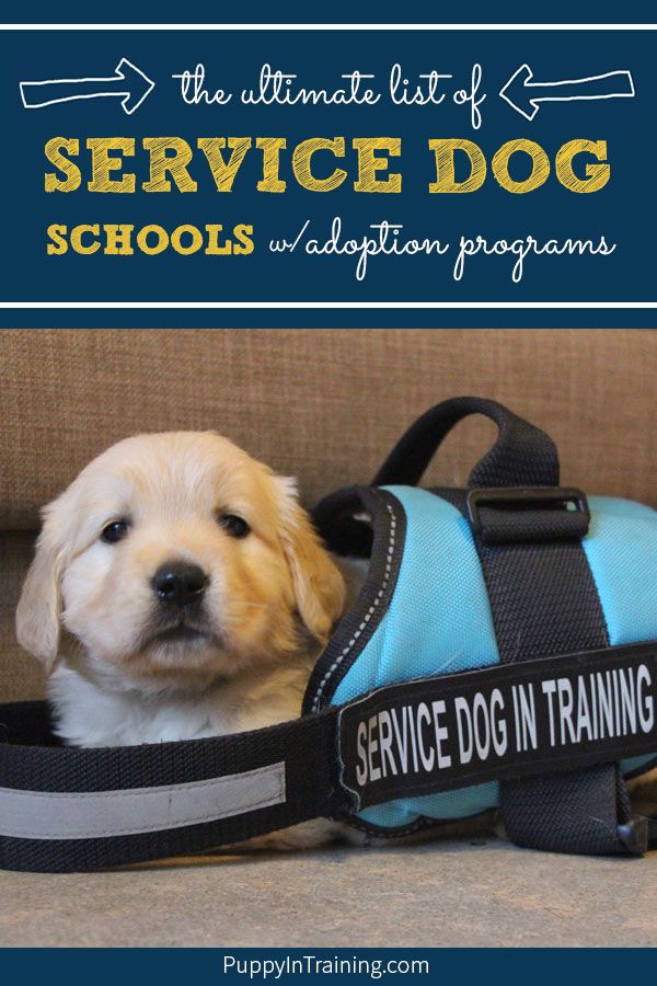 The Ultimate List Service Dog Schools With Adoption Programs Artofit