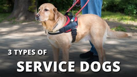 The Various Types Of Service Dogs How They Can Help