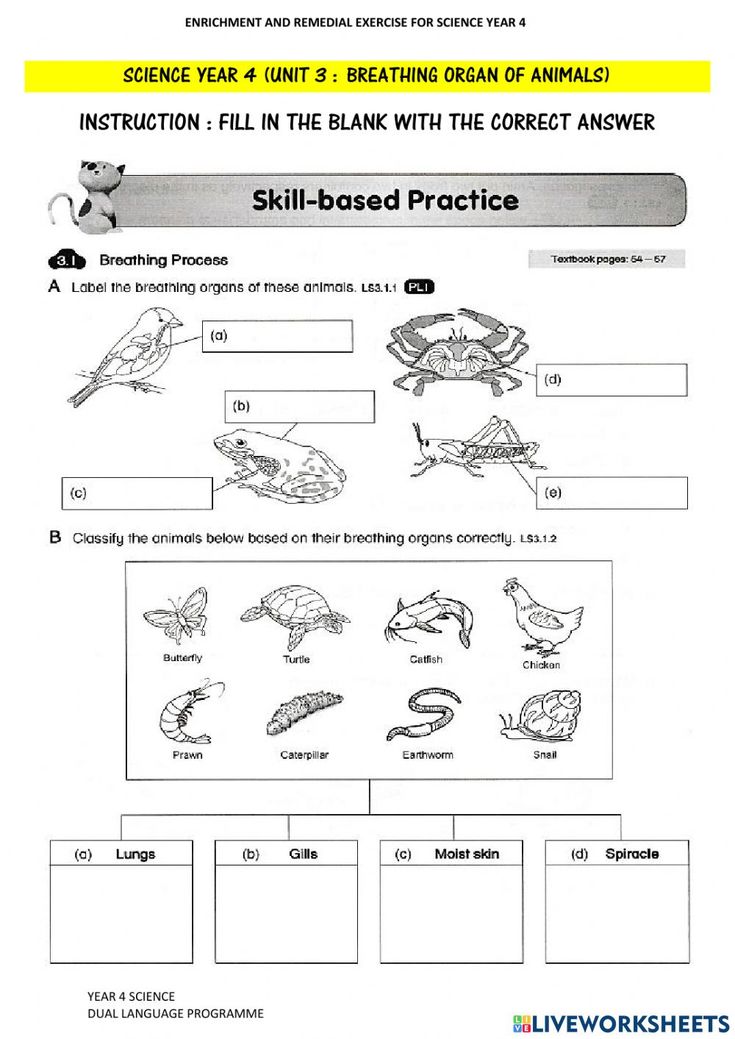 The Worksheet Is Shown For Students To Learn How To Read And Understand Animals