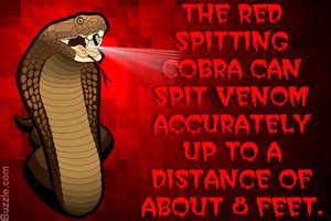 Things You Never Knew About Cobras The Snakes With Hoods Animal Sake