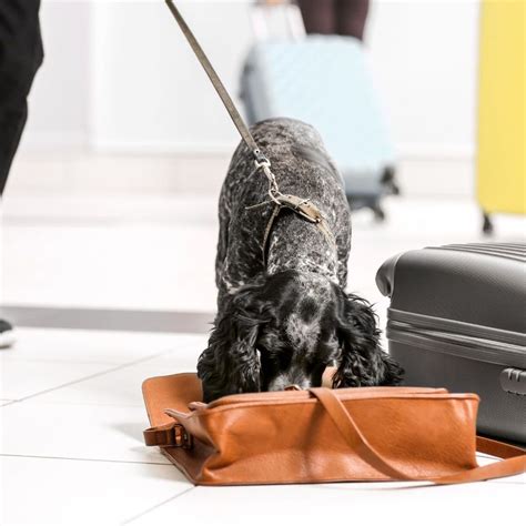 Tips For Flying With A Large Dog In The Cabin Fuzzy Fur Babies