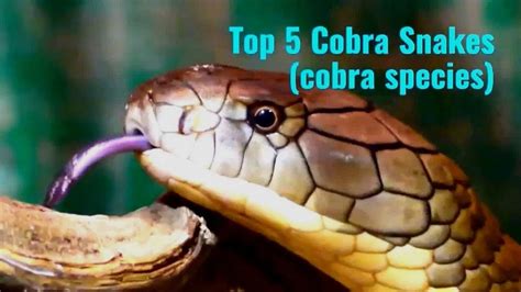 Top 5 Cobra Snakes Types Of Cobras Youtube