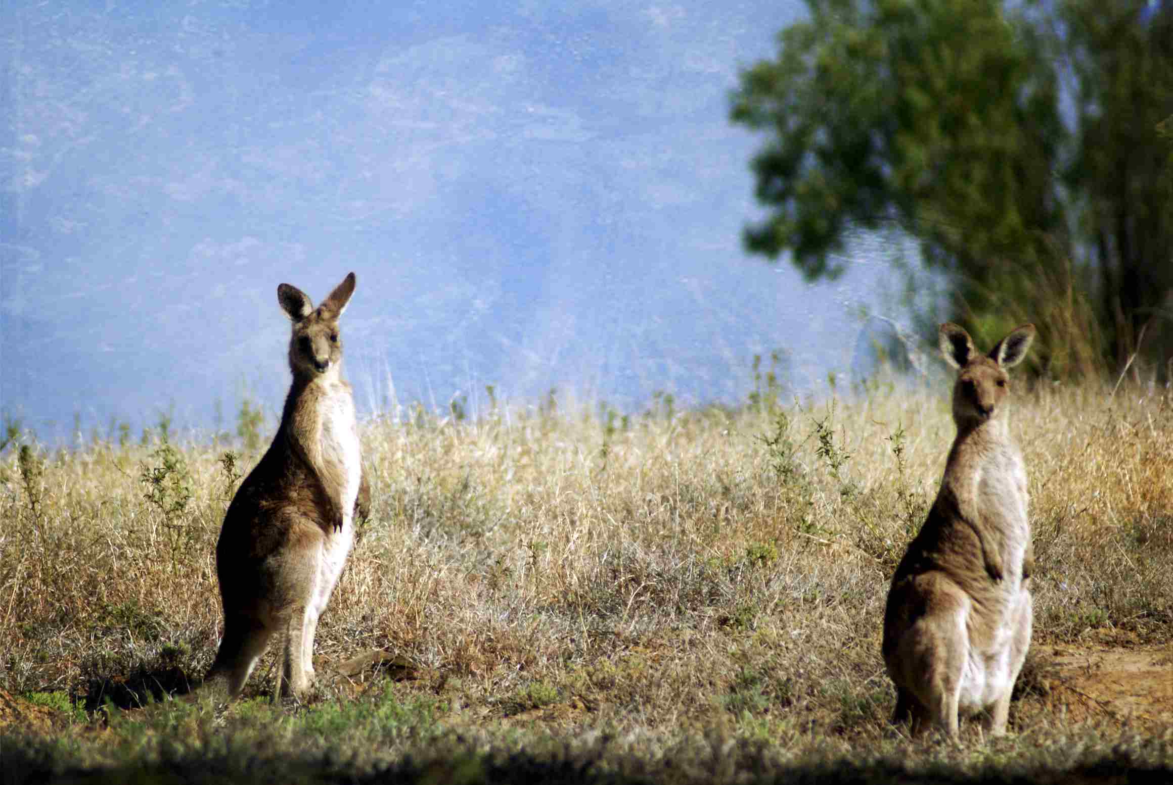 Top 8 Australian Outback Destinations