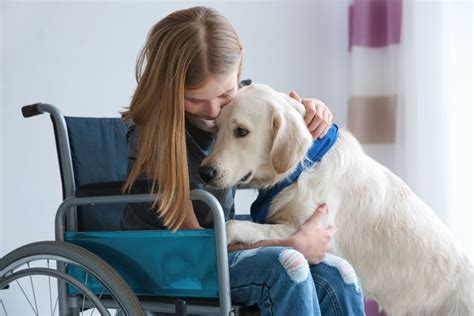 Training Service Dogs To Support Children With Adhd A Comprehensive Guide