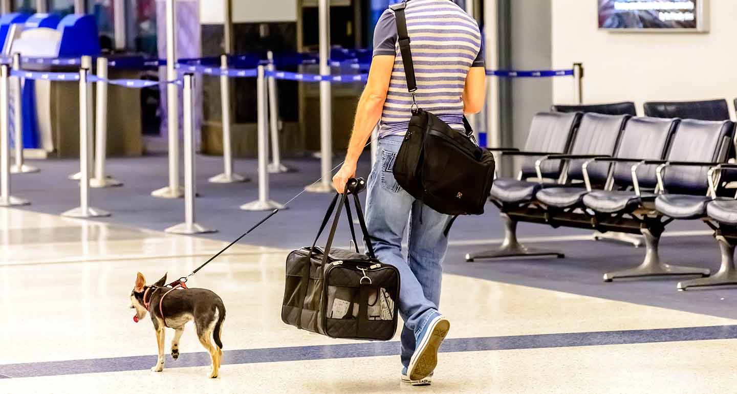 Transporting A Dog On Delta Airlines Transport Informations Lane