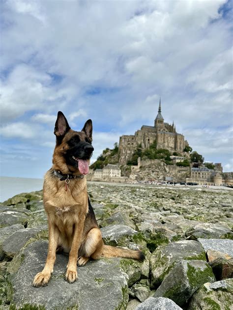 Travel With Your Dogs To France With Global Paws