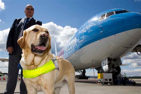 Ultimate Guide To Service Dogs On Planes 2023 Airline Rules