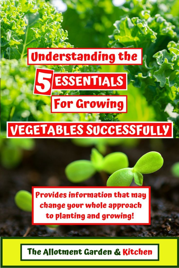 Understanding The Five Essentials For Growing Vegetables Successfully