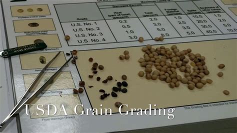 Usda Grain Grading Wheat Youtube