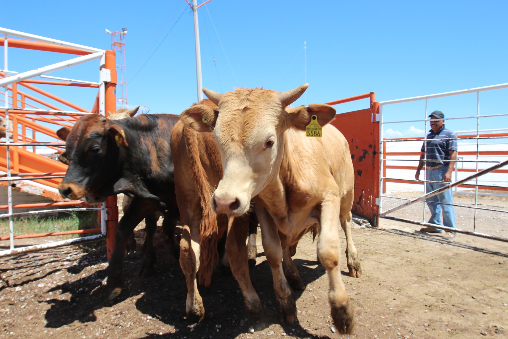 Usda Says Southern Border Will Most Likely Remain Closed To Cattle