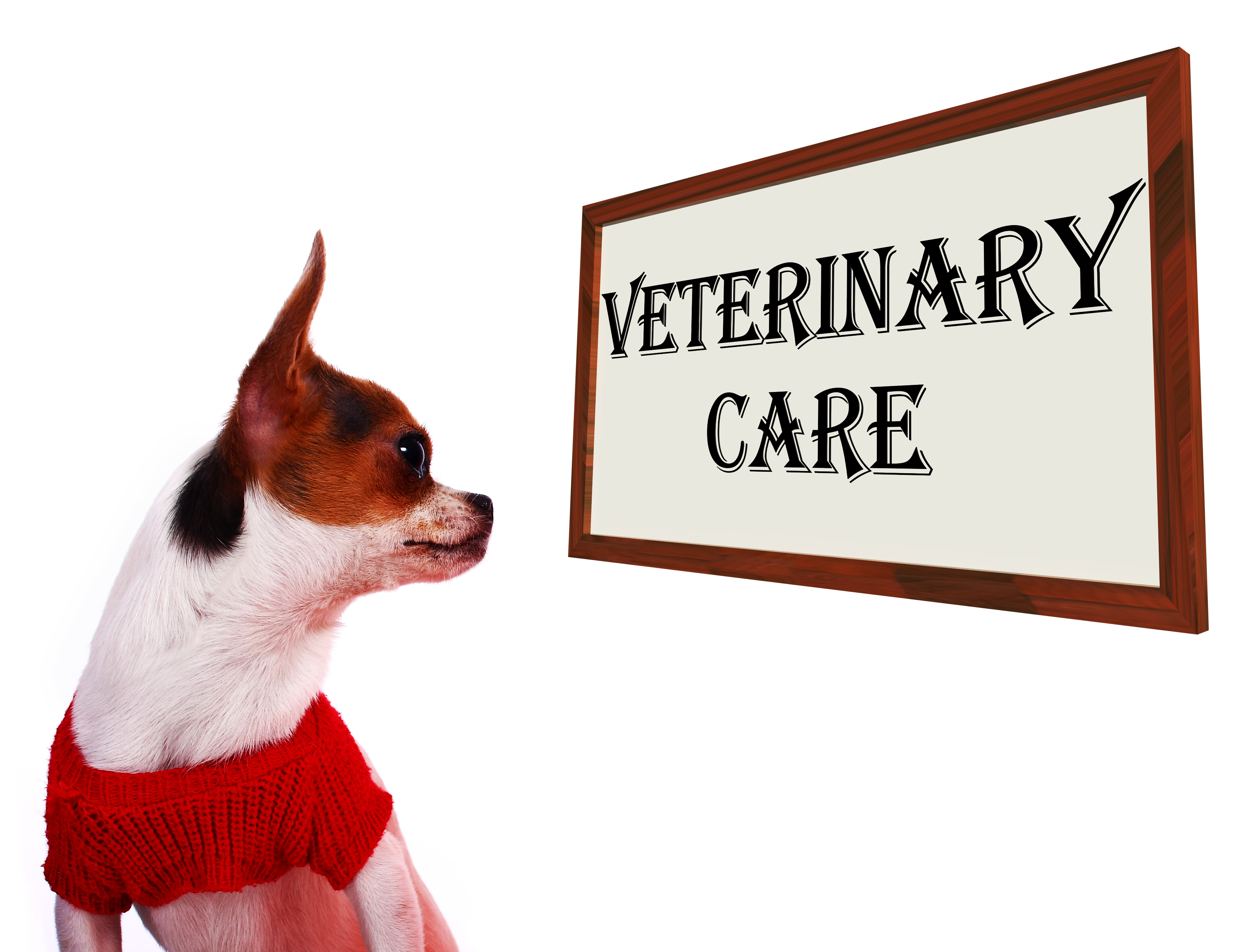 Veterinary Care Sign Showing Pet Clinic Or Hospital Amazing Service Dogs