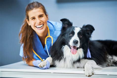 Veterinary Technician Job Description Duties And More The Academy