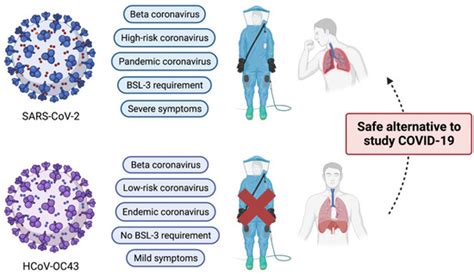 Viruses Free Full Text Human Coronavirus Oc43 As A Low Risk Model