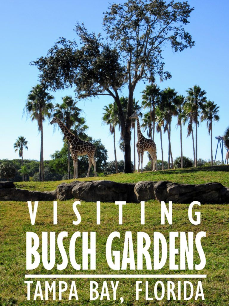 Visiting Busch Gardens Tampa Bay A Review Tips