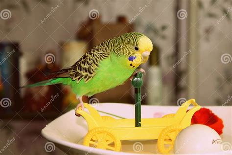 Wavy Parrot Plays With Car Stock Image Image Of Grey 62853383