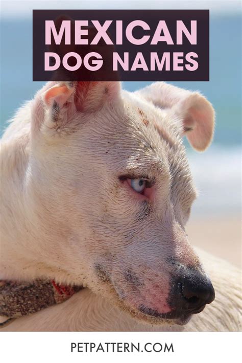 What Are Good Mexican Dog Names