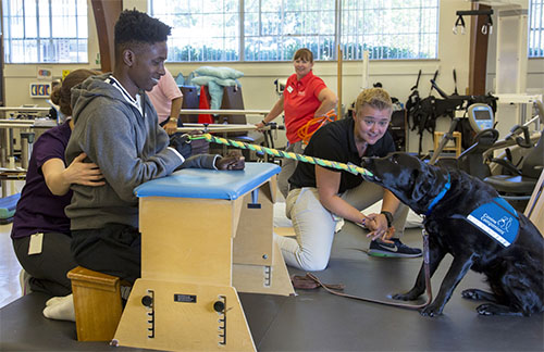 What Are The Differences Between Service Dogs Facility Dogs Therapy