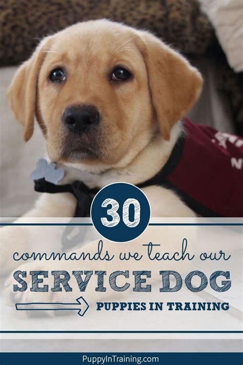 What Commands Do You Teach A Service Dog Artofit