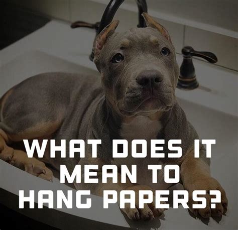 What Does Papers On A Dog Mean