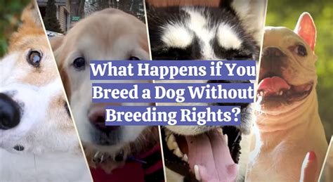 What Happens If You Breed A Dog Without Breeding Rights Dogadvices