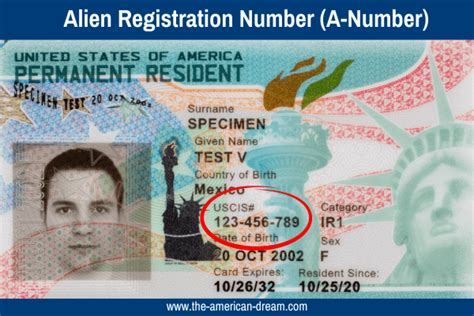 What Is Alien Number On Green Card Adjustment Of Status Is A Path To