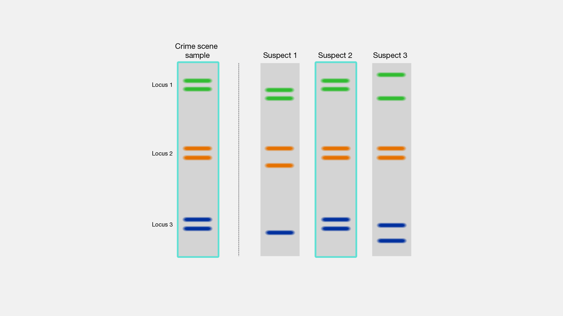 What Is Dna Fingerprinting And 10 Practical Ways It Is Used