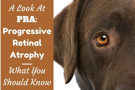 What Is Pra In Dogs Progressive Retinal Atrophy In Dogs