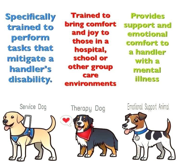 What Is The Difference Between A Therapy Dog And An Emotional Support Dog