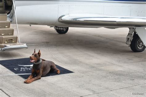 Fly With Dog Paperwork