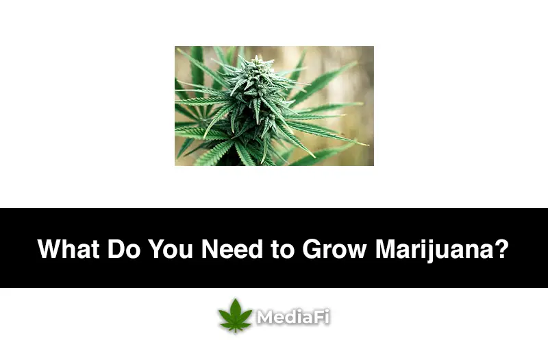 Marijuana Growing Paperwork Requirements