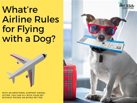 What Re Airline Rules For Flying With A Dog Emotional Support Animal