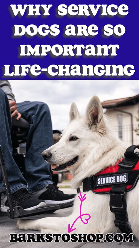 What Tasks Do Service Dogs Perform Essential Guide Barkstoshop