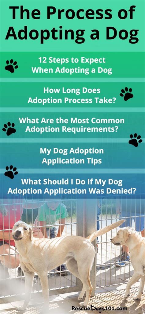 Whats The Process For Adopting A Dog